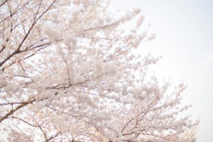 By: けんたま/KENTAMA