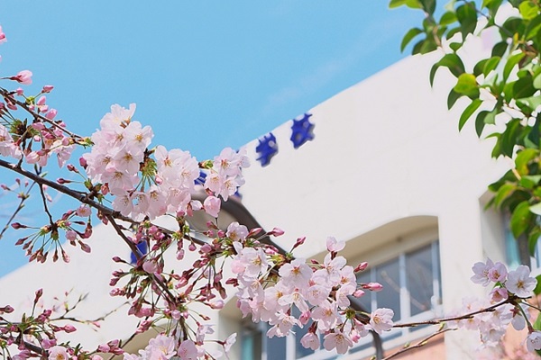 高校の校舎と桜